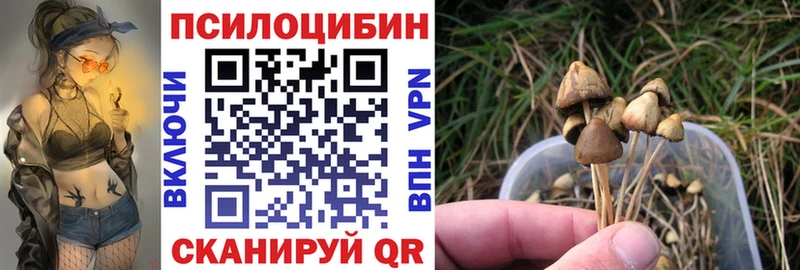 Купить где  Строитель  Псилоцибиновые грибы Psilocybine cubensis 